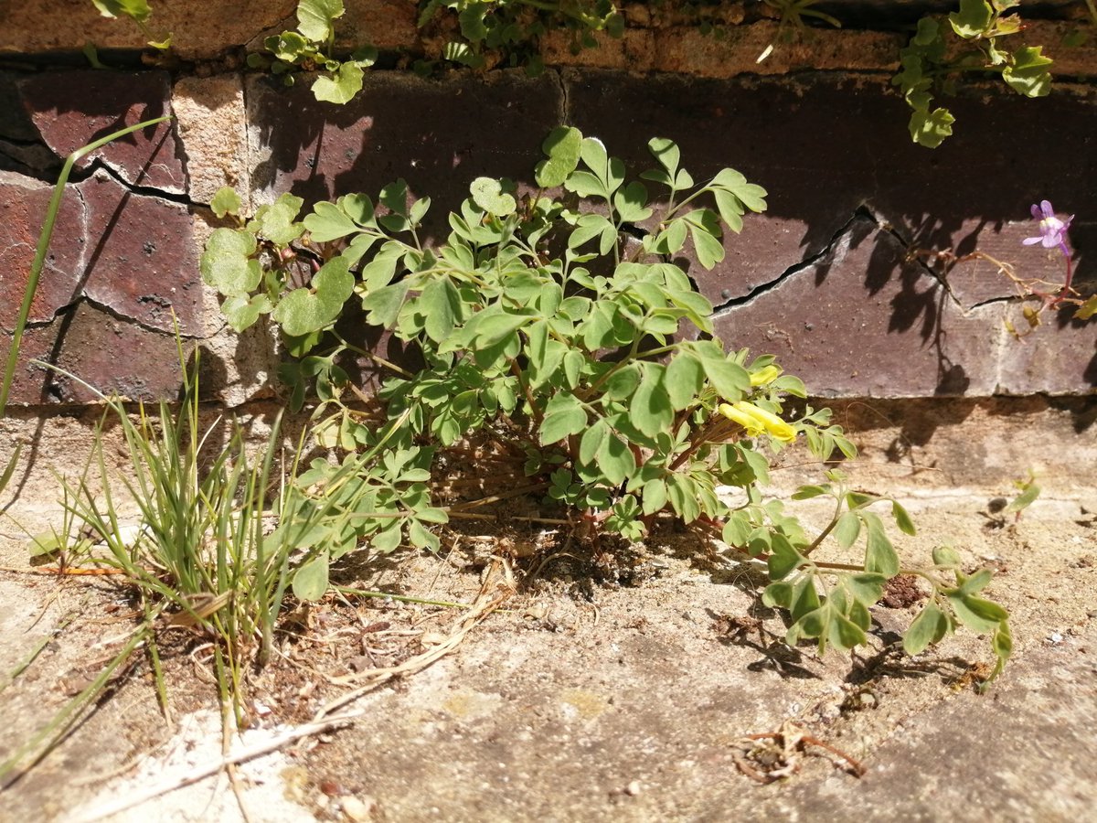 robmac135's tweet image. Not sure what to do with this lot (if anything for now). The wall will need some work at some point though. Quite like the wild look #NaturalHealthService