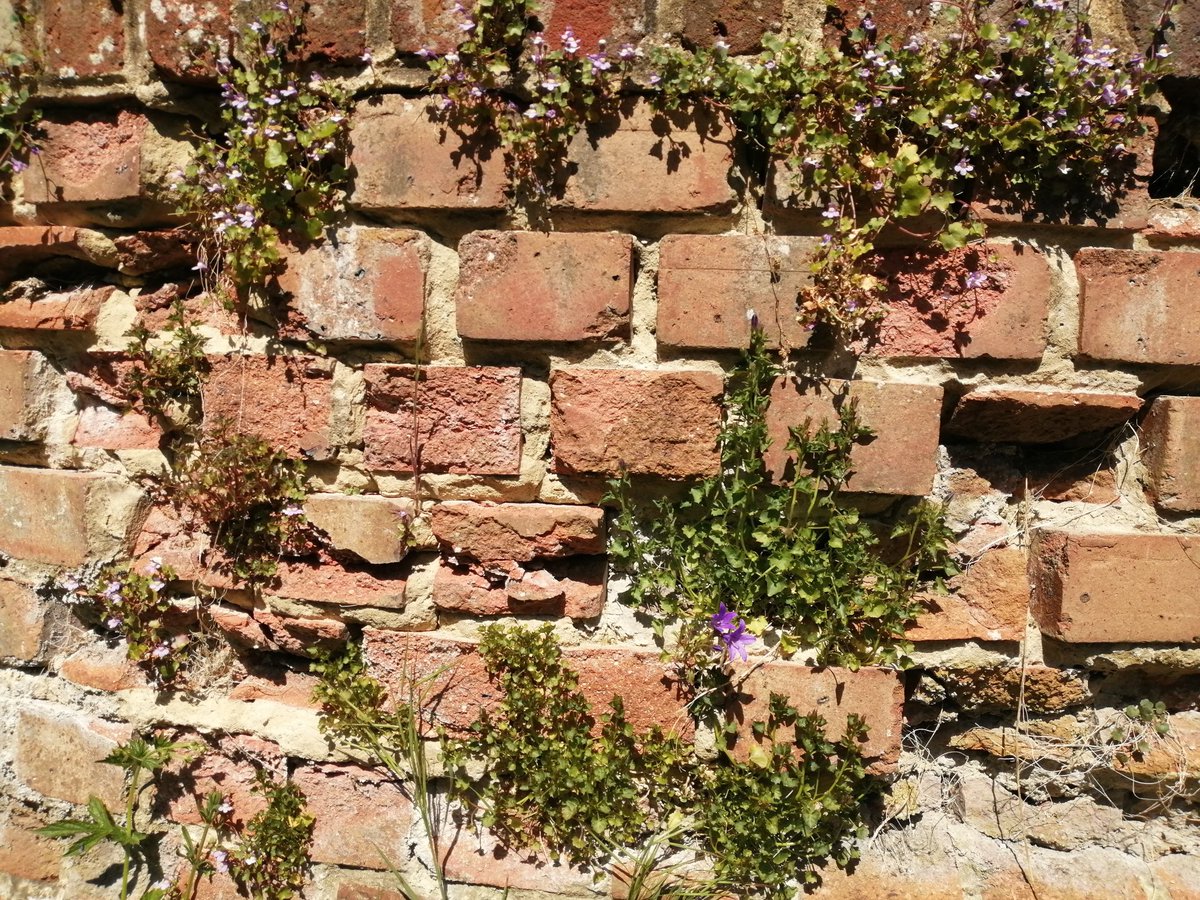 robmac135's tweet image. Not sure what to do with this lot (if anything for now). The wall will need some work at some point though. Quite like the wild look #NaturalHealthService