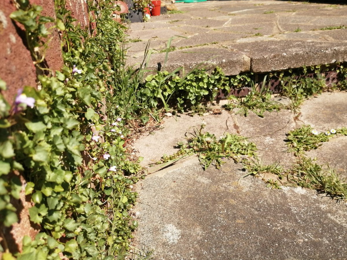 robmac135's tweet image. Not sure what to do with this lot (if anything for now). The wall will need some work at some point though. Quite like the wild look #NaturalHealthService