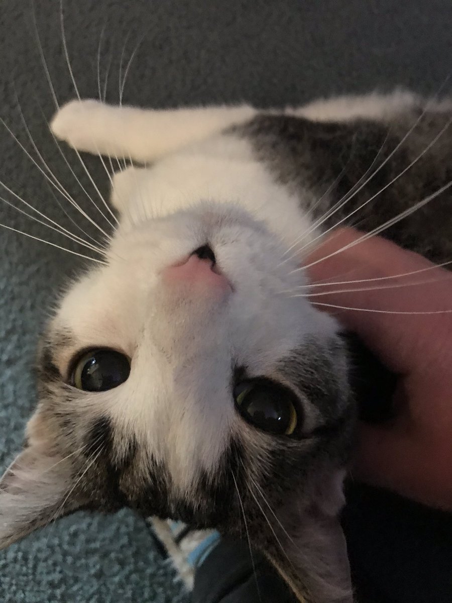 elizmaze's tweet photo. Furrever remembered. Furrever missed. You were such a silly and sweet boy Swirley. I love you, old friend ❤️ https://t.co/Xyk1lomN6E