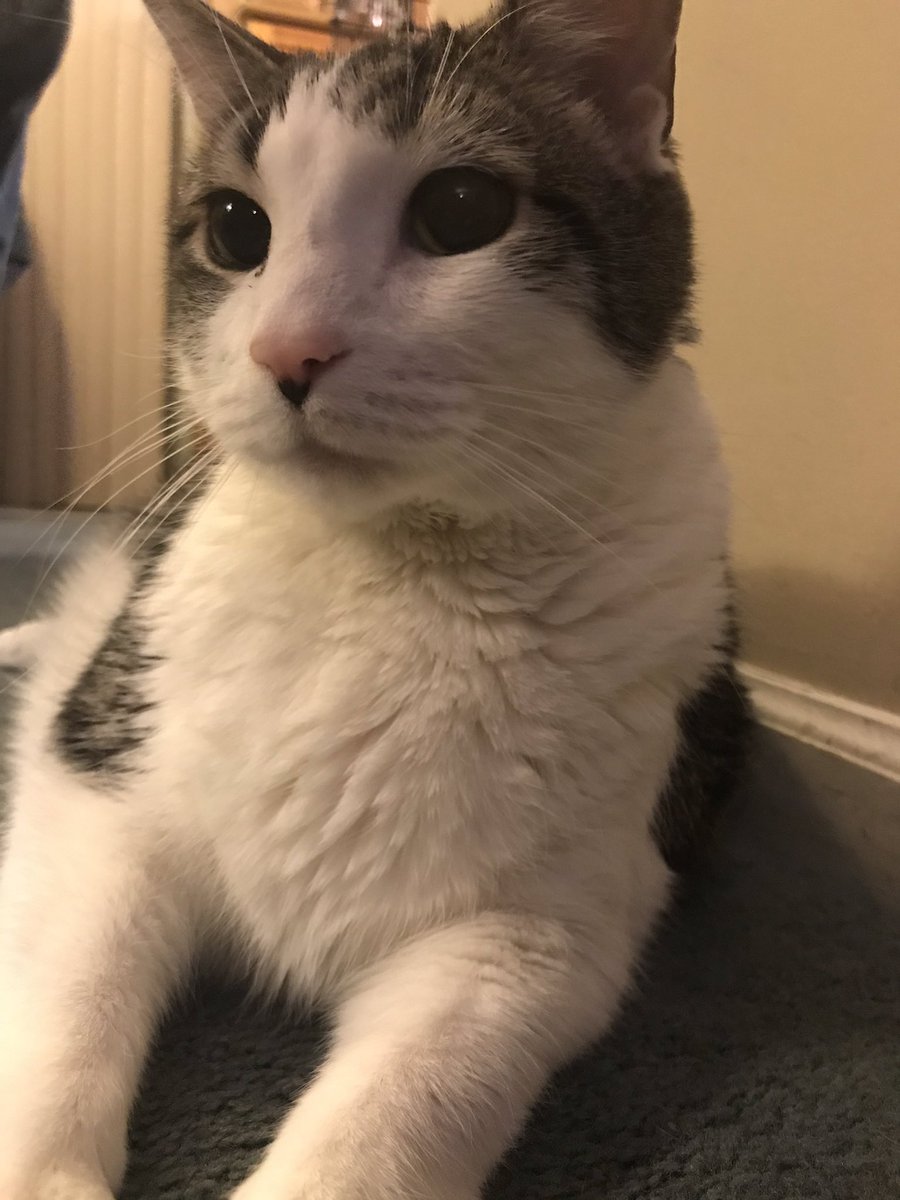 elizmaze's tweet photo. Furrever remembered. Furrever missed. You were such a silly and sweet boy Swirley. I love you, old friend ❤️ https://t.co/Xyk1lomN6E