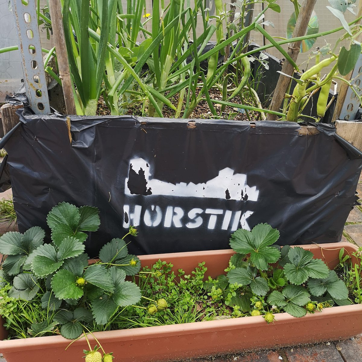 lfilella's tweet photo. L'horstik @Naubostik ... la natura no entén de confinaments!
Quines ganes d'anar a veure'l i tenir-ne cura!
Anyorança d'Horstik: Porros, enciams, cols, pastanegues, Cebes, alls, escalunyes, faves ...
Aviat serà posible! https://t.co/QNNHqbNs5l