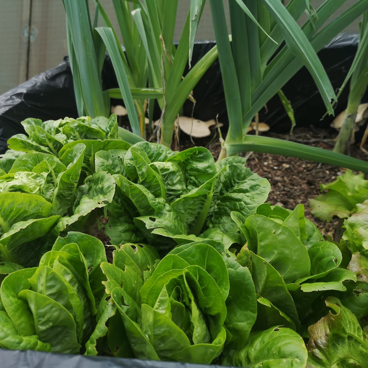lfilella's tweet photo. L'horstik @Naubostik ... la natura no entén de confinaments!
Quines ganes d'anar a veure'l i tenir-ne cura!
Anyorança d'Horstik: Porros, enciams, cols, pastanegues, Cebes, alls, escalunyes, faves ...
Aviat serà posible! https://t.co/QNNHqbNs5l