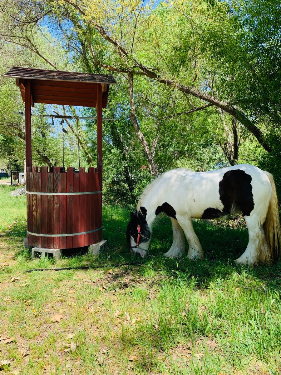 reinsprogram's tweet image. Bonny is WISHING all of you WELL this weekend! 😆😉❤️✨

#gypsyvanner #therapyhorse #gypsygift  #equineassistedtherapy #equinetherapy 

#horsesofinstagram #horsebackriding #lovehorses

#nonprofit #volunteer

#disabilityawareness #disabilitysupport