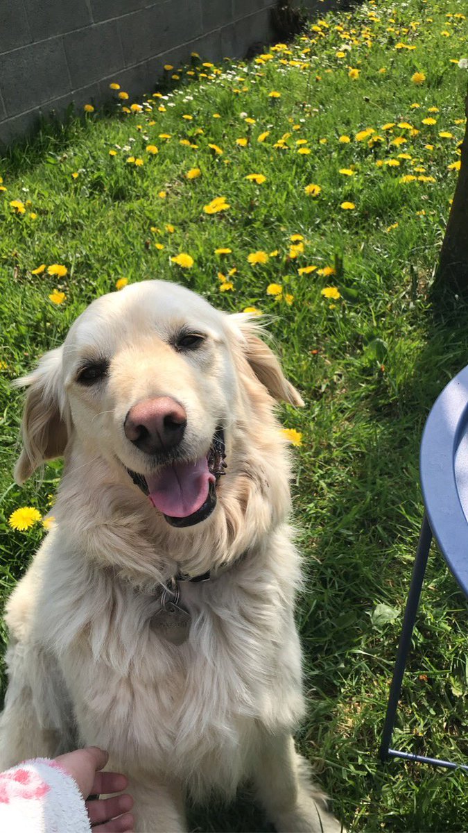 Ciarah820's tweet photo. Dog appreciation post  🌻 https://t.co/lpfhyMUSFE