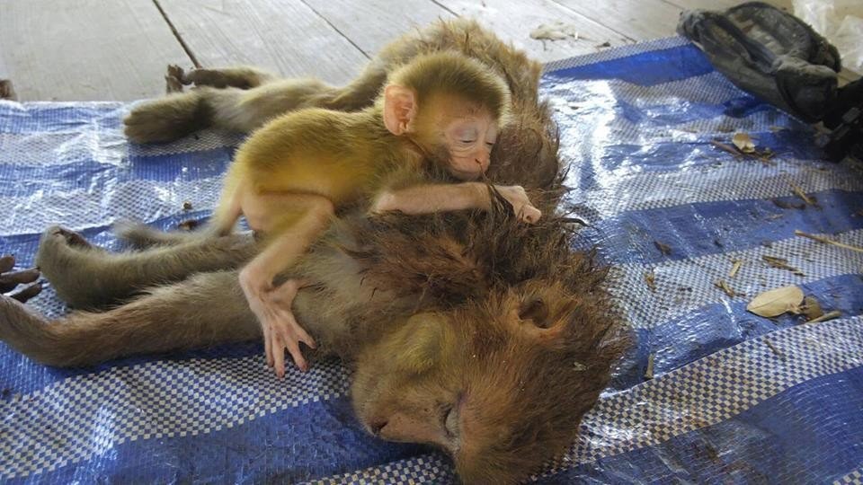 Unknown__2b's tweet photo. #Kill4Fun 
Baby Monkey Won't Let Go Of Mother 
Killed By Hunters, 

She died later because she missed
her mother #AnimalRights 
#Unkn0wn #StopTheHuntCunt #Vegan
#BanKill4Fun #BanTrophyHunting https://t.co/noM9UPflW3