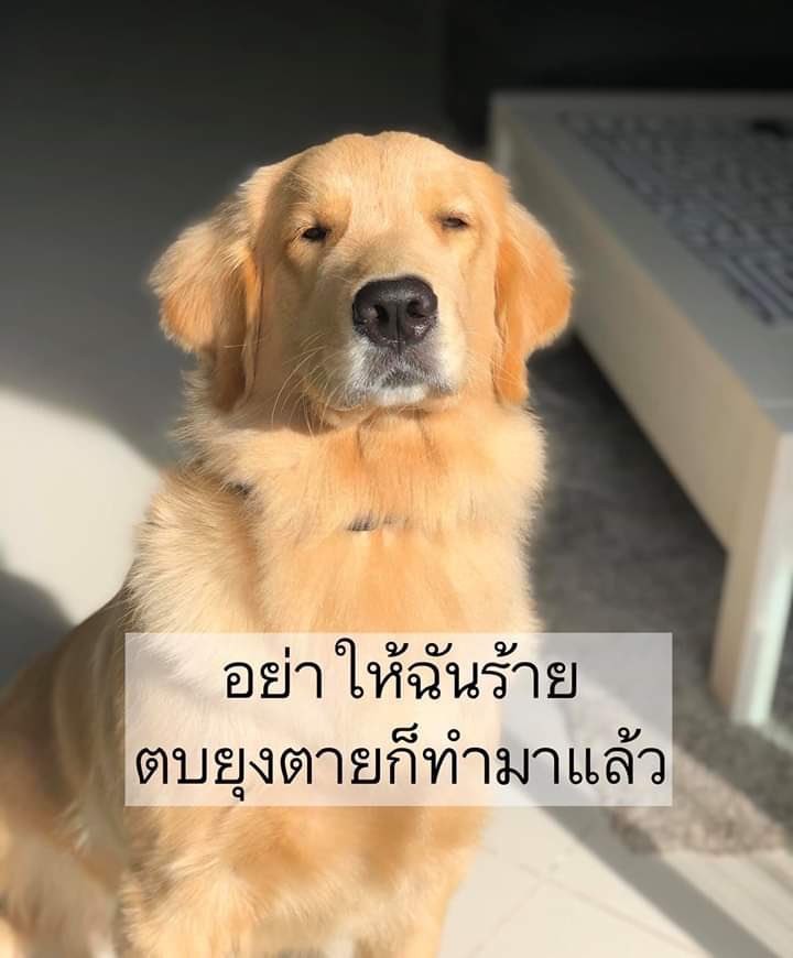 𝖌𝖔𝖙𝖍𝖎𝖈 tweet media