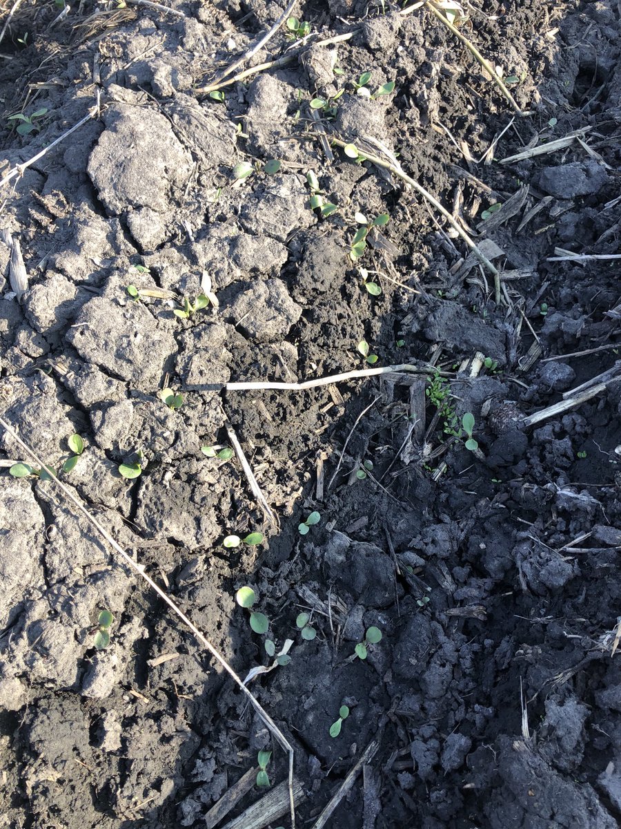 Giant ragweed in full on emergence mode......pre-emergence chemical is key!
