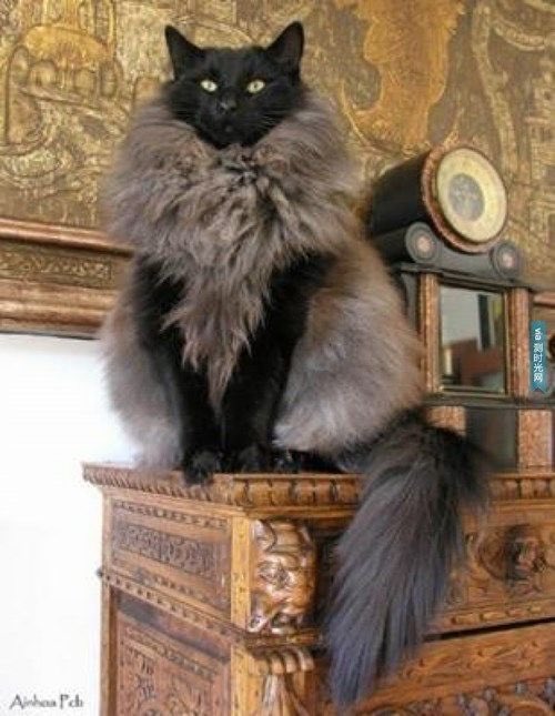 Rihanna as cats: A Thread