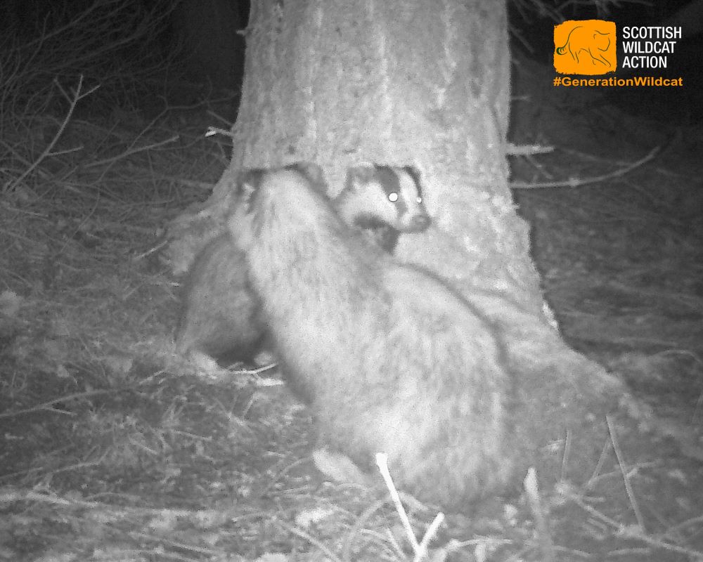 SaveOurWildcats's tweet photo. There's nothing worse than someone photo-bombing your #SaturdaySelfie! Our camera traps have been catching images of all sorts of species, like these badgers who are part of the mustelid family, which includes pine martens and otters. #GenerationWildcat #wildcats #mammals https://t.co/qWtq1uPVJt
