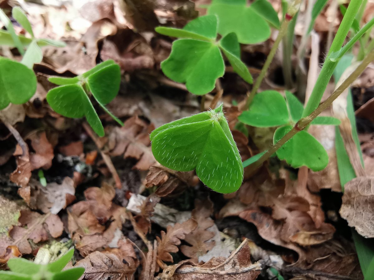 tomwardplz's tweet photo. Oxalis acetosella / Wood Sorrel (AWI) - what a little charmer, had me down on my hands and knees lookin at that adpressed indument phwoaar. Found in a more acidic mixed Oak woodland - Chaddesley Woods 23.04.20 #ukbotany #oxalis #awi #oxalidaceae #wildflowerhour https://t.co/ExX7ui9frX