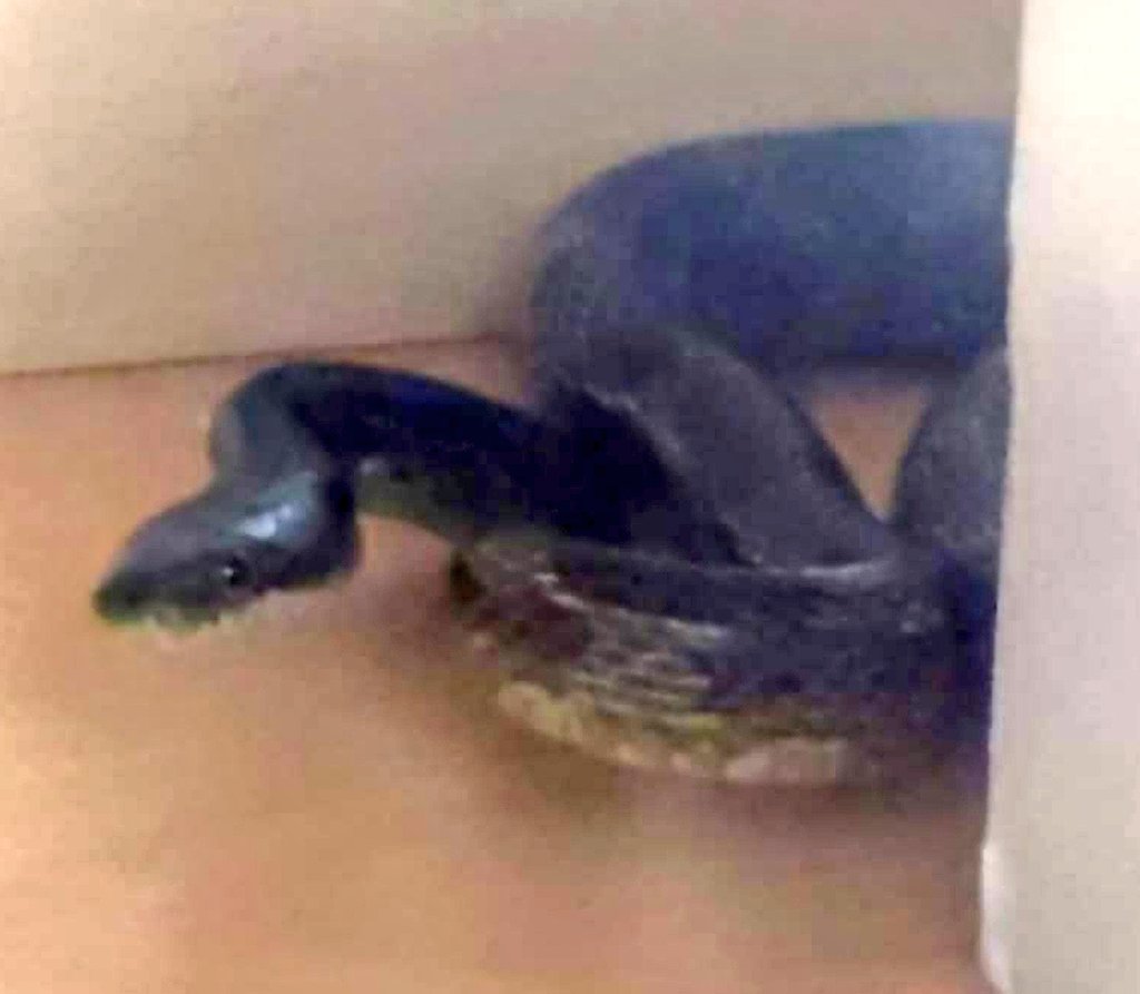 <a href="/britpestcontrol/">British Pest Control Association (BPCA)</a> this is why #pestcontrollers are #keyworkers rescued and re-homed corn snake from house in Colne during #lockdown RSPCA not available at the time <a href="/PestAlpha/">Alpha Pest Control</a> stepped in!