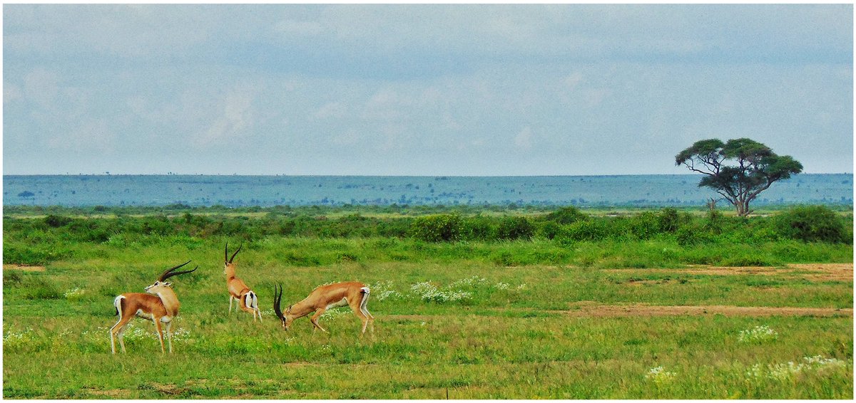 Very amateur photographs from our trip to #Kenya two years ago (finally) 🐾 #MasaiMaraReserve