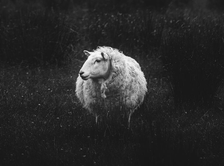 BornToDorm's tweet image. Bela ciao. Liberatevi anche dalle convinzioni di gregge.
#25aprile #festadellaliberazione #Trump #iorestolibero #BellaCiaoDaOgniBalcone