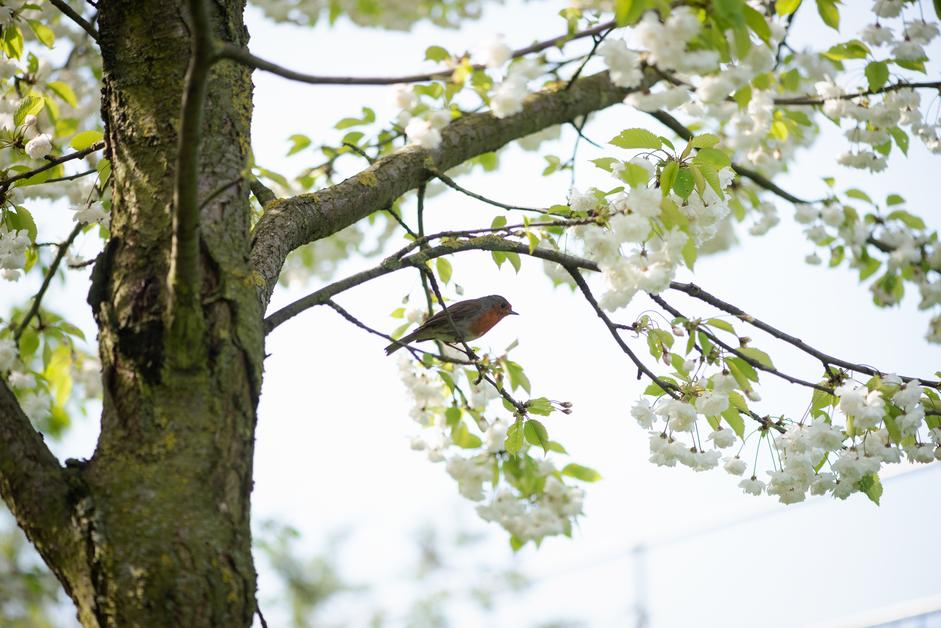LeeValleyPark's tweet photo. It's #SenseOfSmellDay ๐ What's your favourite smell of #Spring? We love the smell of blossom on the trees #SpringSmells https://t.co/J7fT5VBnOG