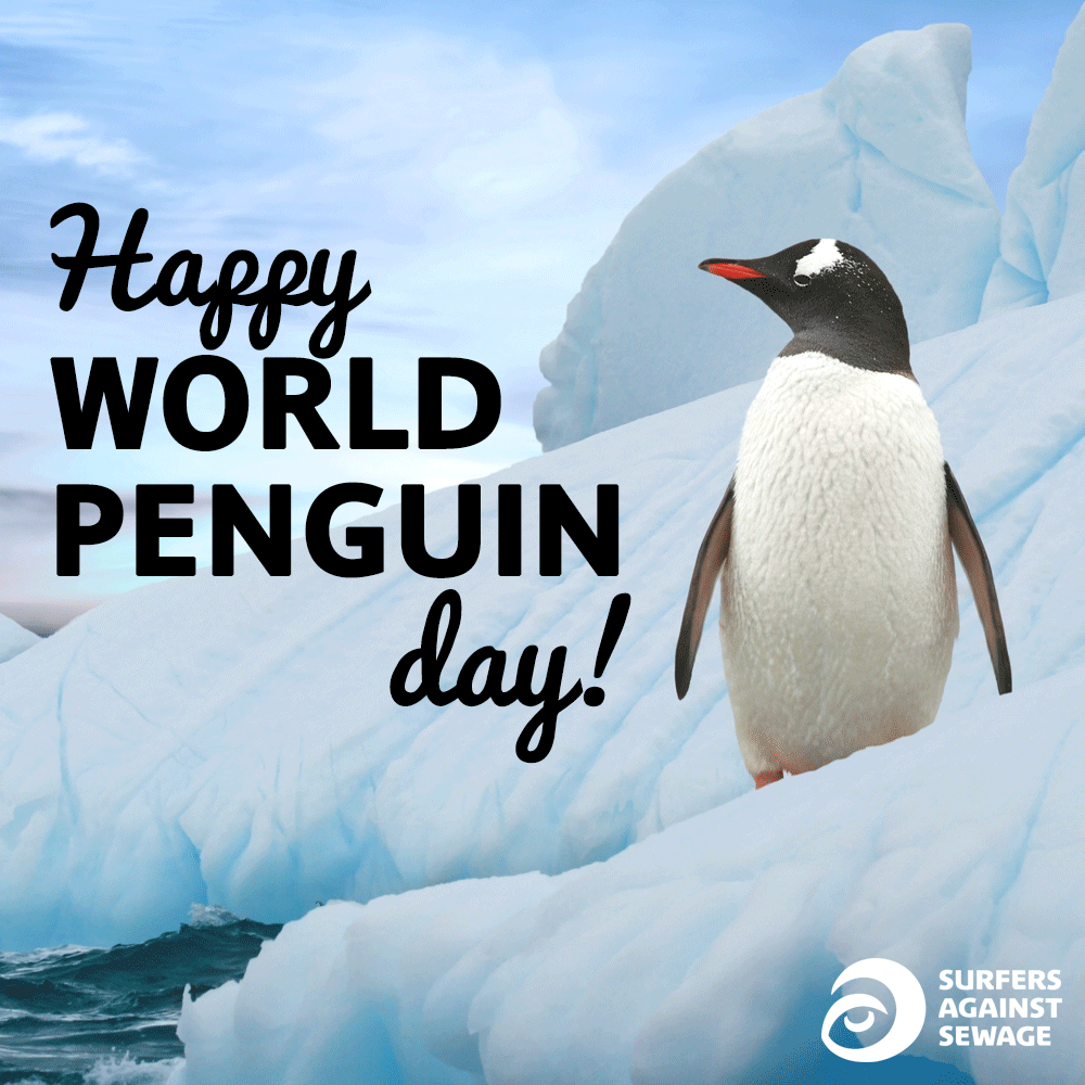sascampaigns's tweet photo. Happy #WorldPenguinDay!🐧🐧🐧

RT if you'll work to protect these brilliant birds from plastic pollution, overfishing and global heating all year round.
#GenerationSea #SaturdayMotivation https://t.co/vq7pN01LU9