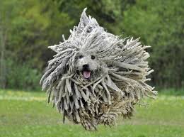 Lockdown hair
Day 39