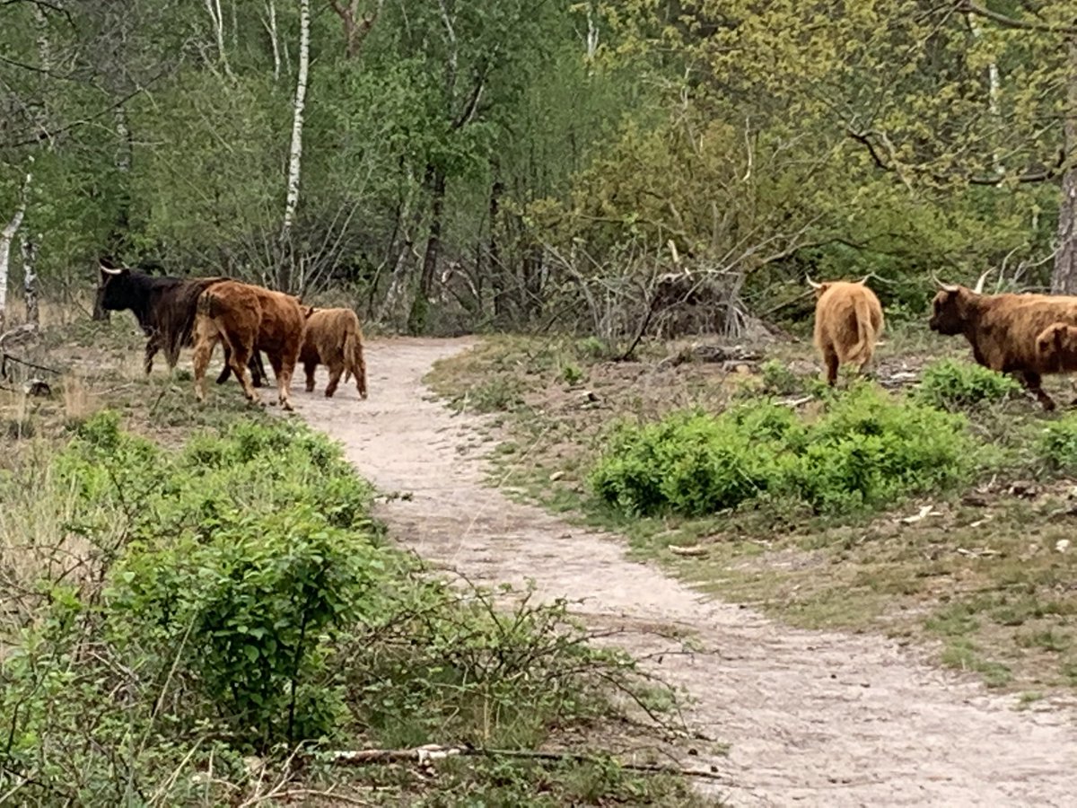 Weideseizoen 2020 weer gestart met als eerste een koppel hooglanders. #Biologisch #Natiuurrund