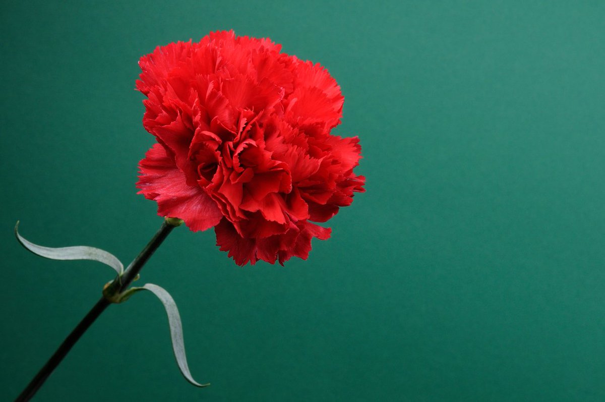 Para Italia y Portugal el
#25aprile #25avril es un día especial.
Lugares diferentes, el mismo bien común a defender.
¡Viva la libertad!
🇮🇹 🇵🇹 ❤️