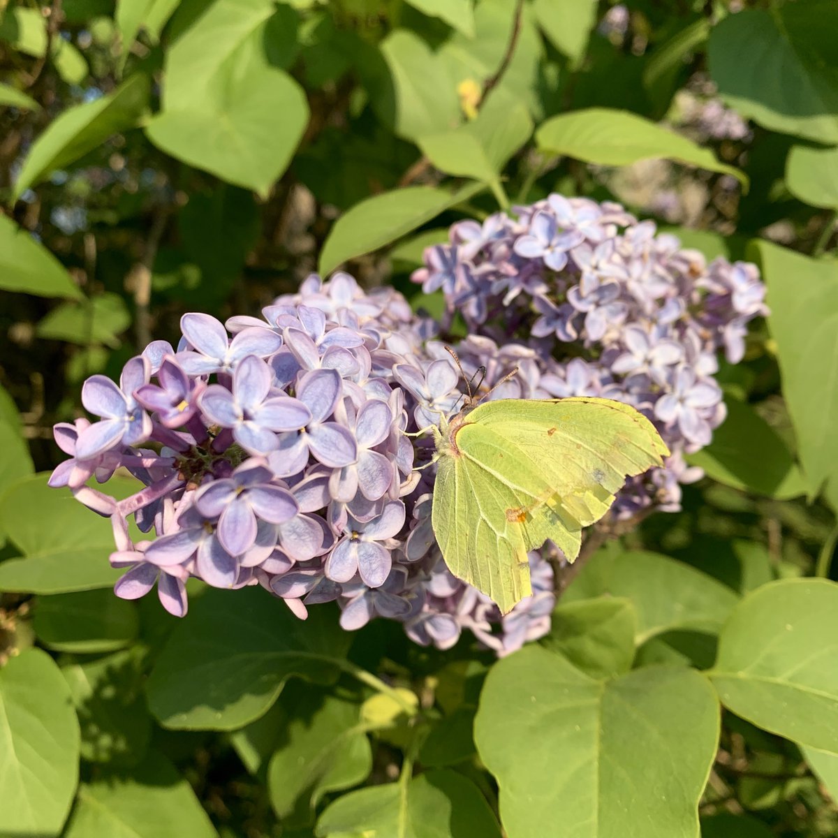 GEnglandEcology's tweet photo. The butterflies have been loving our lilac bush since it flowered last week, including this colourful brimstone (Gonepteryx rhamni) 🌸🦋 #naturelovers #butterfly #lockdown https://t.co/8FbOBhHcwg