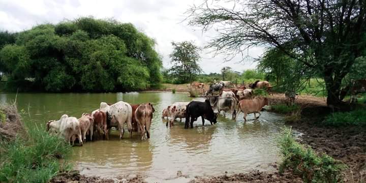 WorldPastoral's tweet photo. Karamoja: #Pastoralist call for support as more animals die of unwarranted diseases. #FMD, #CPRR #CBPP we need action now by the government of Uganda. @MAAIF_Uganda @OIEAnimalHealth @AridLandscapes @CELEP_FP @FAO @IFAD @IlseKohler @OPMUganda @apadlodwar https://t.co/o4KpzTNzCX