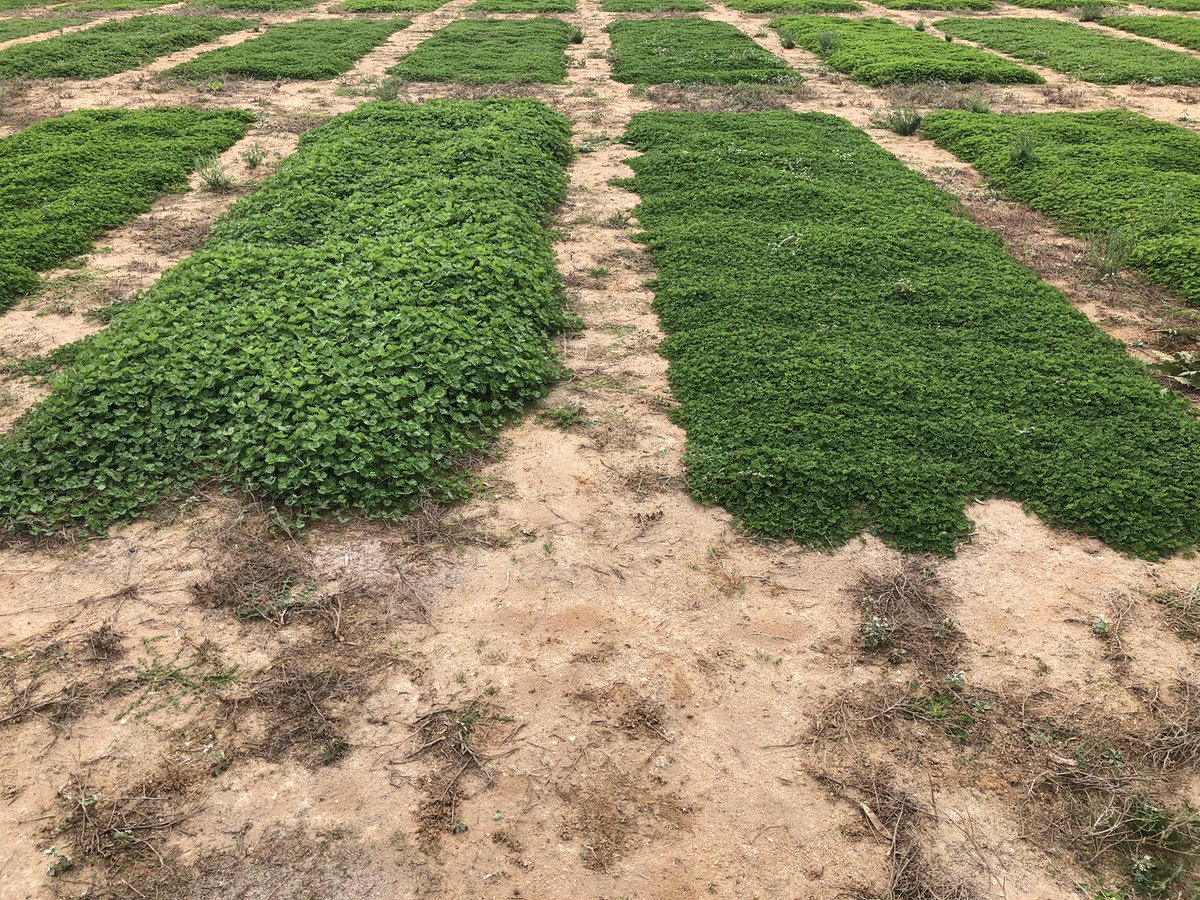 RossPalmer2642's tweet photo. Mawson sub clover looking great compared to similar early varieties @BarenbrugAUS farm. Seed set✅ seedling vigour ✅. https://t.co/Bq3npZWCgx