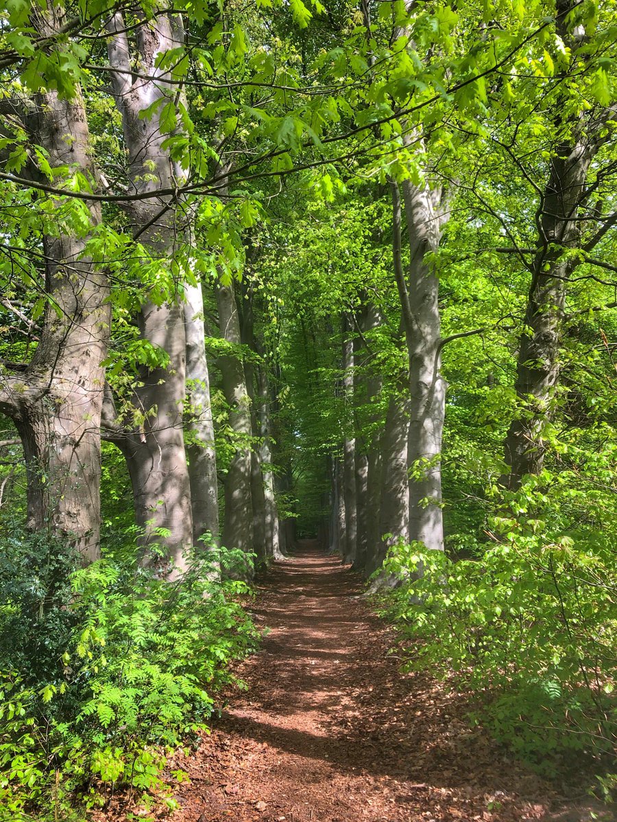 HarolddeHaan's tweet photo. Een van de mooiste tijden van het jaar. Duurt maar kort helaas #jongblad #beuk https://t.co/DkgYpPgRxn