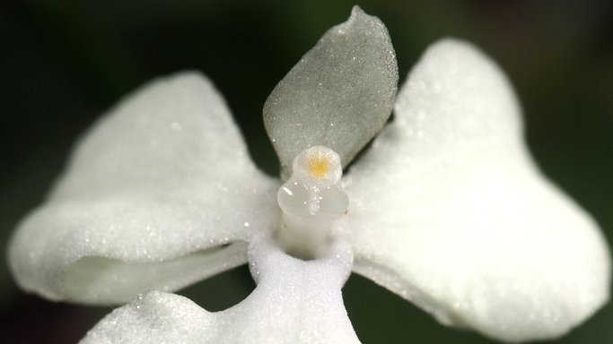 pumpkin_beth's tweet photo. Here are some of my tips for growing Aerangis citrata: https://t.co/MFsMQyekoN #Terrariums #Aerangis #OrchidSpecies #Orchids #Angraecoid #Flowers #Plants #Indoors #IndoorGarden #Orchid #Madagascar #Gardening #Epiphyte #Houseplants #Terrarium #Orchidarium https://t.co/uJ9FcgT4Zg