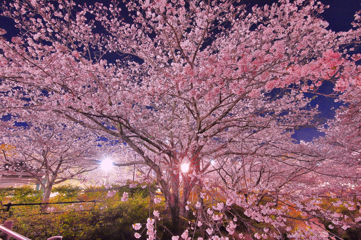 浜ゆう 夜桜 花川運動公園にて 夜桜 桜 さくら サクラ 染井吉野 ソメイヨシノ 浜松