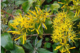 arbolespe's tweet photo. #Tabano (Gaiadendron punctamum) F Loranthaceae, árbol pequeño parasito en las raíces de otras plantas, hermafrodita, hojas decusadas y lanceoladas, inflorescencias en racimos de flores amarillo-doradas, cada flor abrazada por una bráctea foliácea y verde, frutos globosos https://t.co/p6stXweg5R