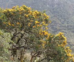 arbolespe's tweet photo. #Tabano (Gaiadendron punctamum) F Loranthaceae, árbol pequeño parasito en las raíces de otras plantas, hermafrodita, hojas decusadas y lanceoladas, inflorescencias en racimos de flores amarillo-doradas, cada flor abrazada por una bráctea foliácea y verde, frutos globosos https://t.co/p6stXweg5R