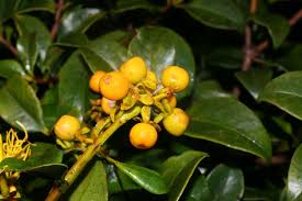 arbolespe's tweet photo. #Tabano (Gaiadendron punctamum) F Loranthaceae, árbol pequeño parasito en las raíces de otras plantas, hermafrodita, hojas decusadas y lanceoladas, inflorescencias en racimos de flores amarillo-doradas, cada flor abrazada por una bráctea foliácea y verde, frutos globosos https://t.co/p6stXweg5R