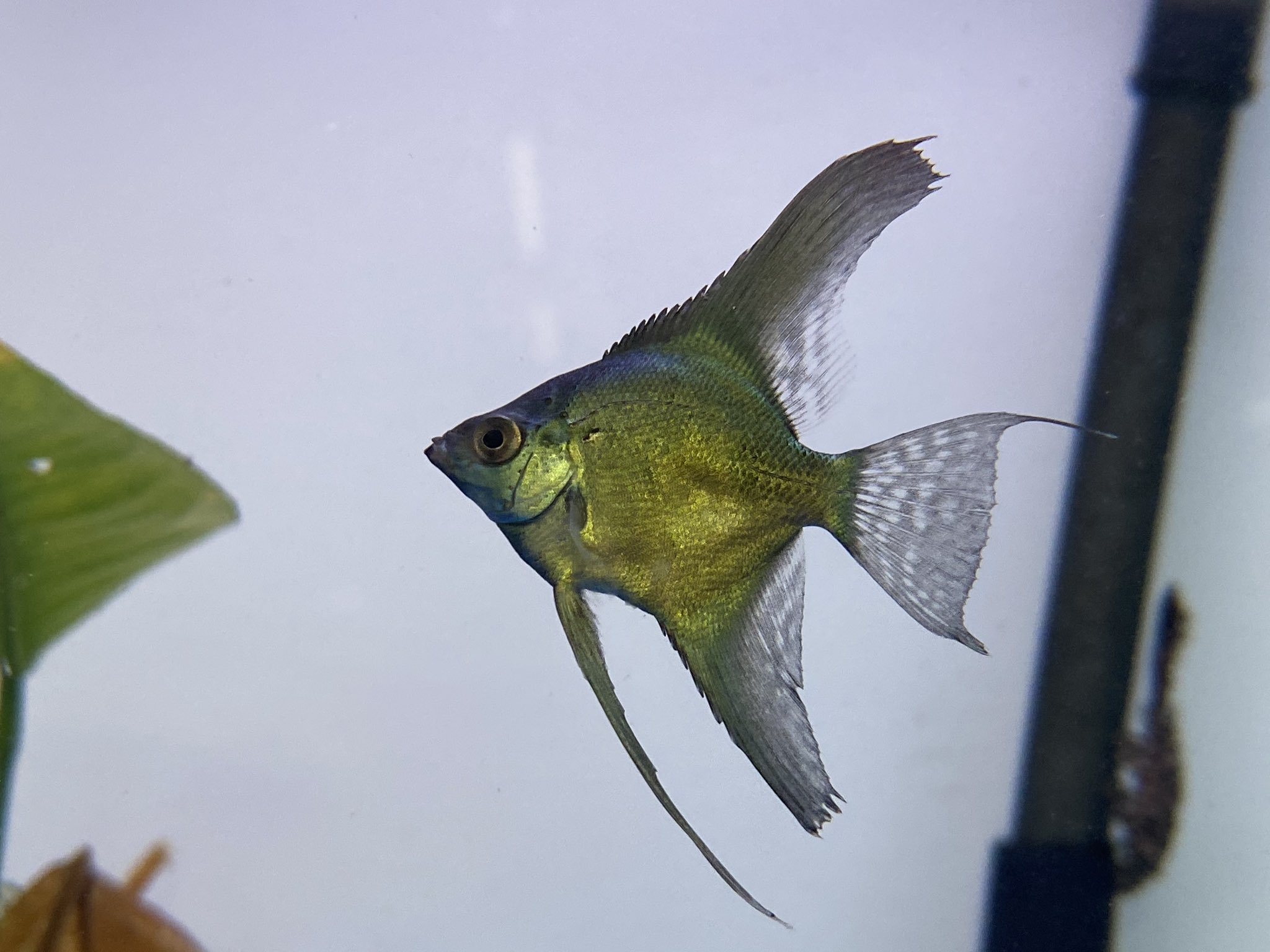 リミックスみなと熱帯魚 アバターブルーゼブラエンゼル アバターブルーエンゼル ブルガリアングリーンエンゼル アルビノペルーアルタム エンゼル色々入荷です 発送も出来ますので不要不急の外出は避けましょう エンゼルフィッシュ アクアリウム 家で