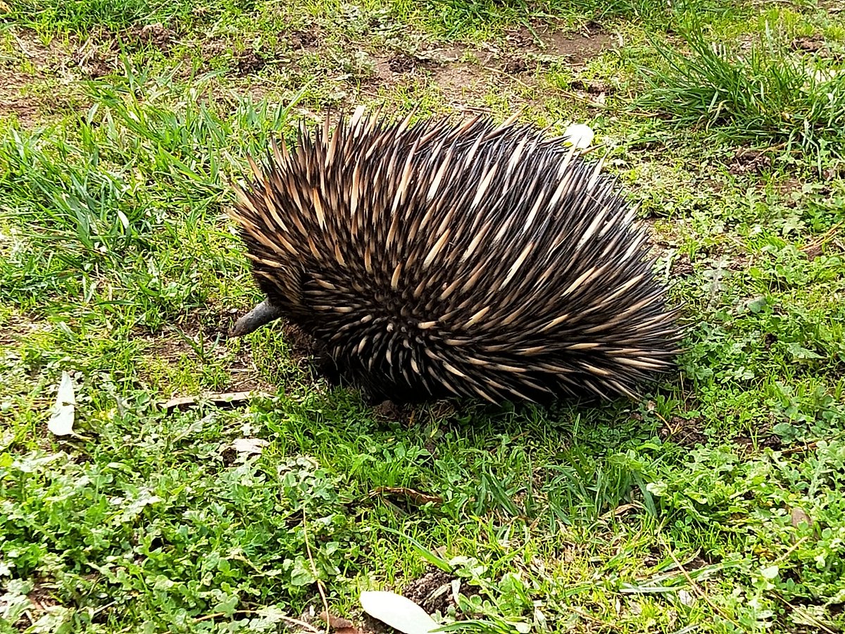 Even the echidnas came out at golf today.  FORE.......