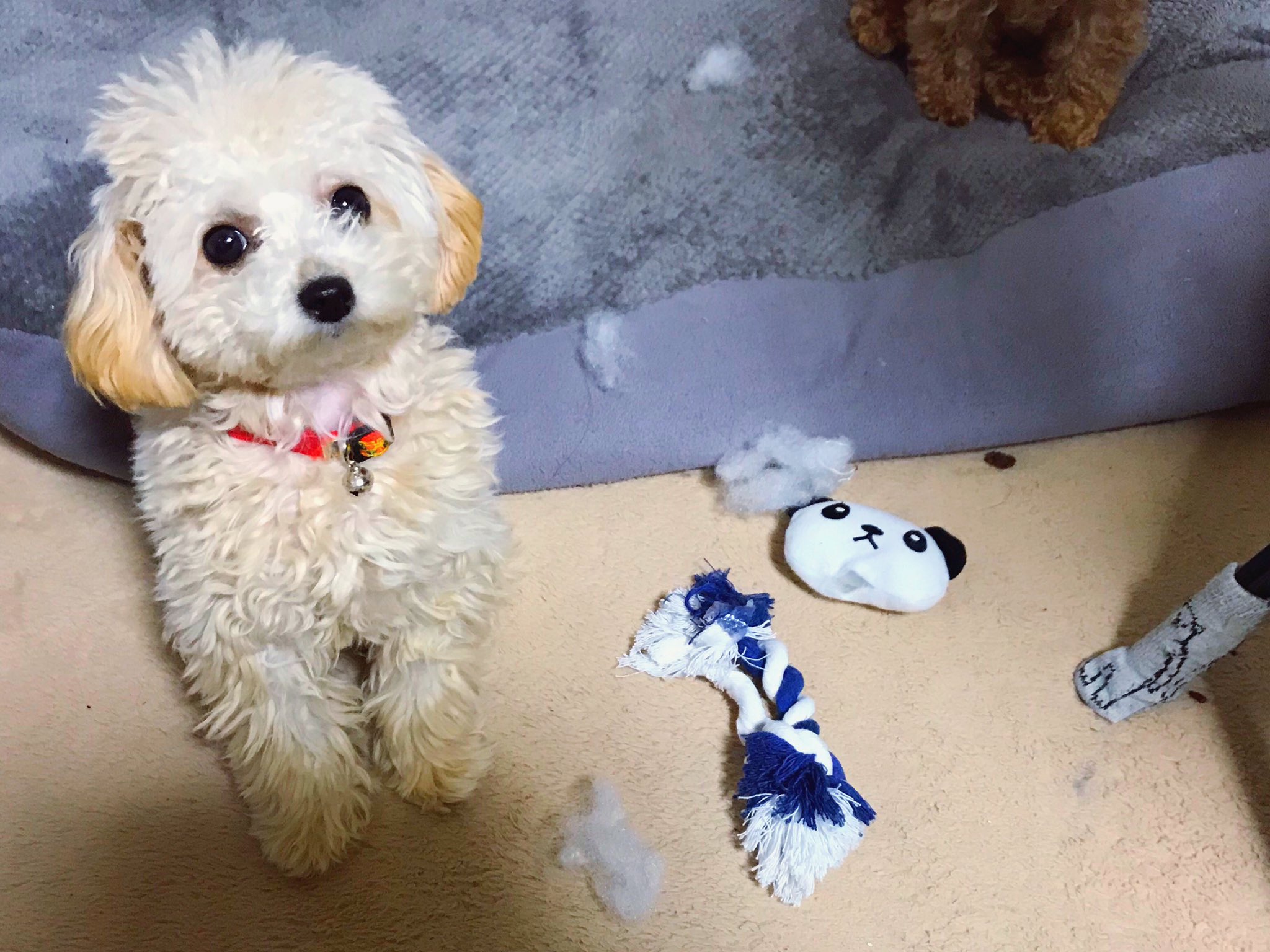 そらもも 一応 反省しているようです 買って 3日で破壊 犬のいる暮らし トイプードル トイプー 子犬 犬のいる生活 トイプードル多頭飼い 犬の気持ち 犬との暮らし T Co Vhjsznlhub Twitter