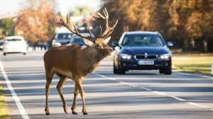 DC_Police's tweet photo. Wild animals are venturing out on quiet roads due to the #coronavirus lockdown. If you're on an essential journey please be mindful of driving at a safe &amp; legal speed. The A38 &amp; A380 at Haldon &amp; Telegraph Hill are particularly busy with deer out &amp; about so watch out! #noexcuse https://t.co/kMmrpRX7w3
