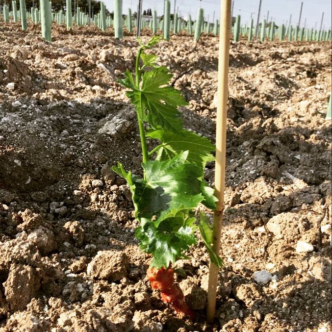 Bodegas_Doblas's tweet photo. Hace unos días compartíamos imágenes de nuestra nueva plantación. ¡Hoy os mostramos sus primeros brotes!
.
.
#UnDíaMenos
#viña
#PedroXimenez
#BodegasDoblas
@montillamorilesdo https://t.co/hJopspV1A6