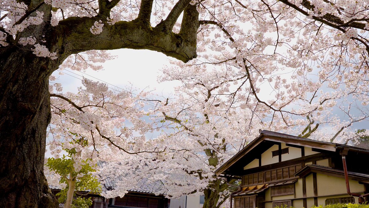 NatureGoodMode1's tweet photo. 本日20時にYouTubeにて新作「4K 金沢と黒門前緑地と旧高峰家とリモート花見とリラックス」公開します🌸🏠

Today at 8PM!!!
The new work "4K Relaxing in Kuromonmae ryokuchi, Kyutakamineke, Kanazawa, Japan" will be released on YouTube🌸🏠 https://t.co/C3eOa6U6hl