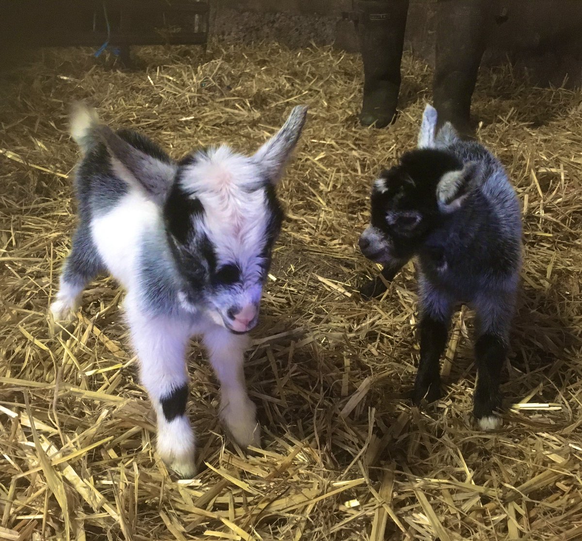 Plenty of excitement today as 2020 kidding begins. 🐐 These two adorable boys were born yesterday (24.04.20) &amp; already causing plenty of mischief. 

Due to the current lockdown we are not welcoming visitors but if you would like info about reserving them -  info@farmerdawes.co.uk