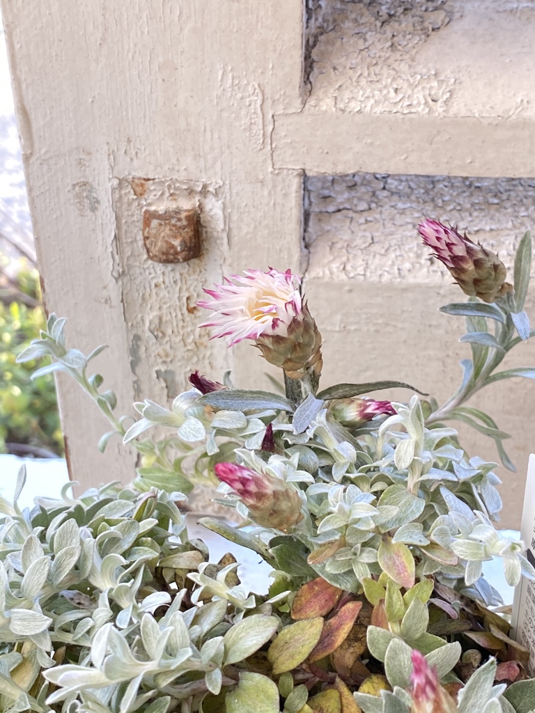 Le Ciel Tomoko على تويتر ヘリクリサム シルバーキャンドル入荷しました 葉っぱもお花もカサカサとしています つぼみが キャンドルみたいです マスクの販売ですが 明日はdeuxの方に持っていっておきますが 少なくて申し訳ありません ヘリクリサムシルバー