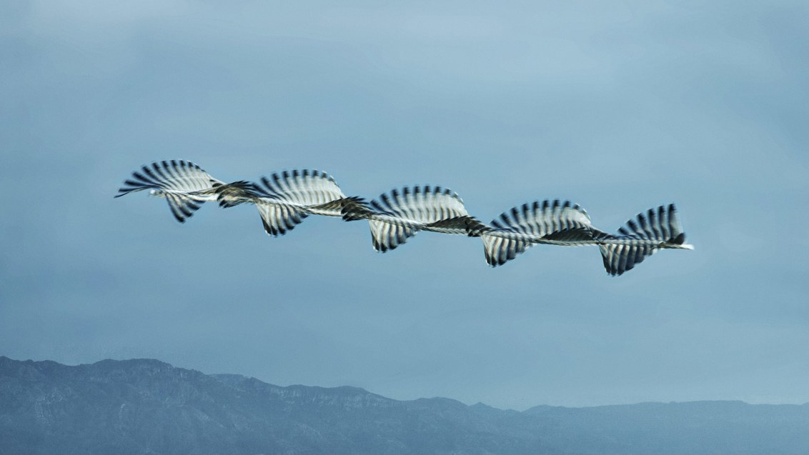 WIRED's tweet photo. Photographer Xavi Bou stitches together hundreds of photos of birds in flight to make this mesmerizing series. It's as stunning as it is haunting: https://t.co/ypBpiuBHFs https://t.co/ERBh3Sj5Y8