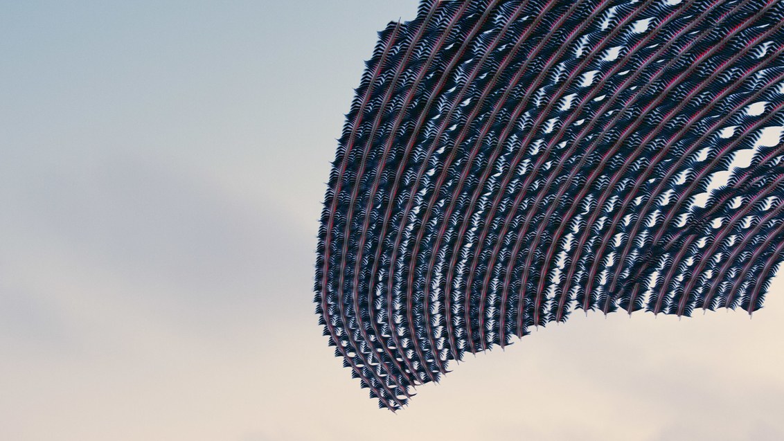 WIRED's tweet photo. Photographer Xavi Bou stitches together hundreds of photos of birds in flight to make this mesmerizing series. It's as stunning as it is haunting: https://t.co/ypBpiuBHFs https://t.co/ERBh3Sj5Y8