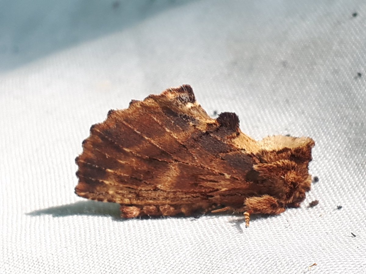 martin o'brien tweet media