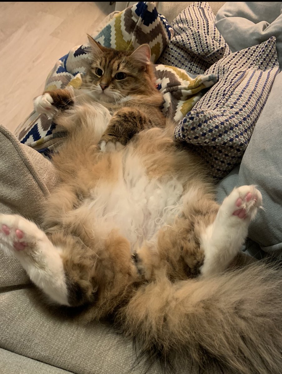 theaps89's tweet image. I woke Rasputin up to tell him he’s trending on Twitter