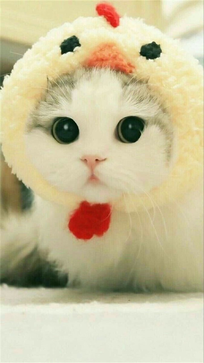 Dogs_0_Cats's tweet photo. https://t.co/Ea4KXhYj7j