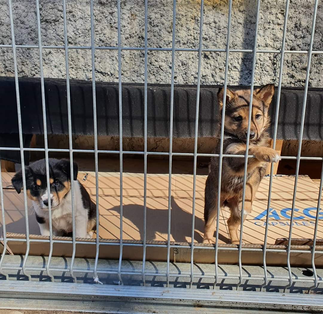 Bērniem nav jāaug patversmē!
Mazuļi pieejami rezervācijai❤️🐕
Lem atbildīgi un brauc ar viņiem iepazīties 10:00-16:00 
#ulubele #nokillshelter