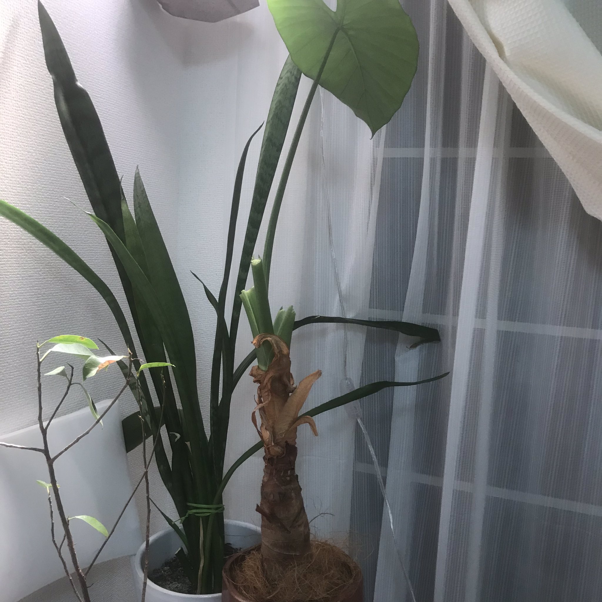みなこ クワズイモさんは株がグラグラしてて花屋さんにみてもらったら根腐れしてたー でも根腐れの上から新しい根っこも何本か出てたから復活すると思うってことで1番新しい芽以外は全部切って回復中 よくなってね クワズイモ 観葉植物 みなこ クワズイモさんは株がグラグラしてて花屋さんにみてもらったら根腐れしてたー でも根腐れの上から新しい根っこも何本か出てたから復活すると思うってことで1番新しい芽以外は全部切って回復中 よくなってね クワズイモ 観葉植物