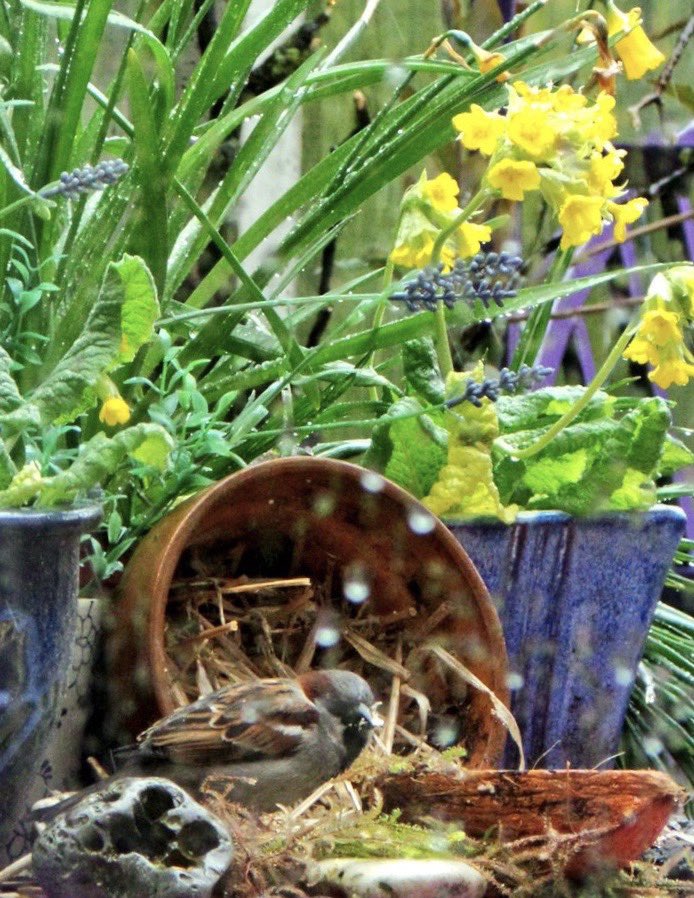 SaveOurSparrows's tweet photo. In another part of the #Garden a #Male #Sparrow was taking some of the straw I popped out last week. It’s not raining, it’s just my hose pipe skills 😙

Our #Birds nest right up to August. 

#CreateASanctuary 🐥🐣🐝🦔🐝🐞🦋🕷🐸🕊🌿🍄🌸🌻 https://t.co/TXU3XRV1lY