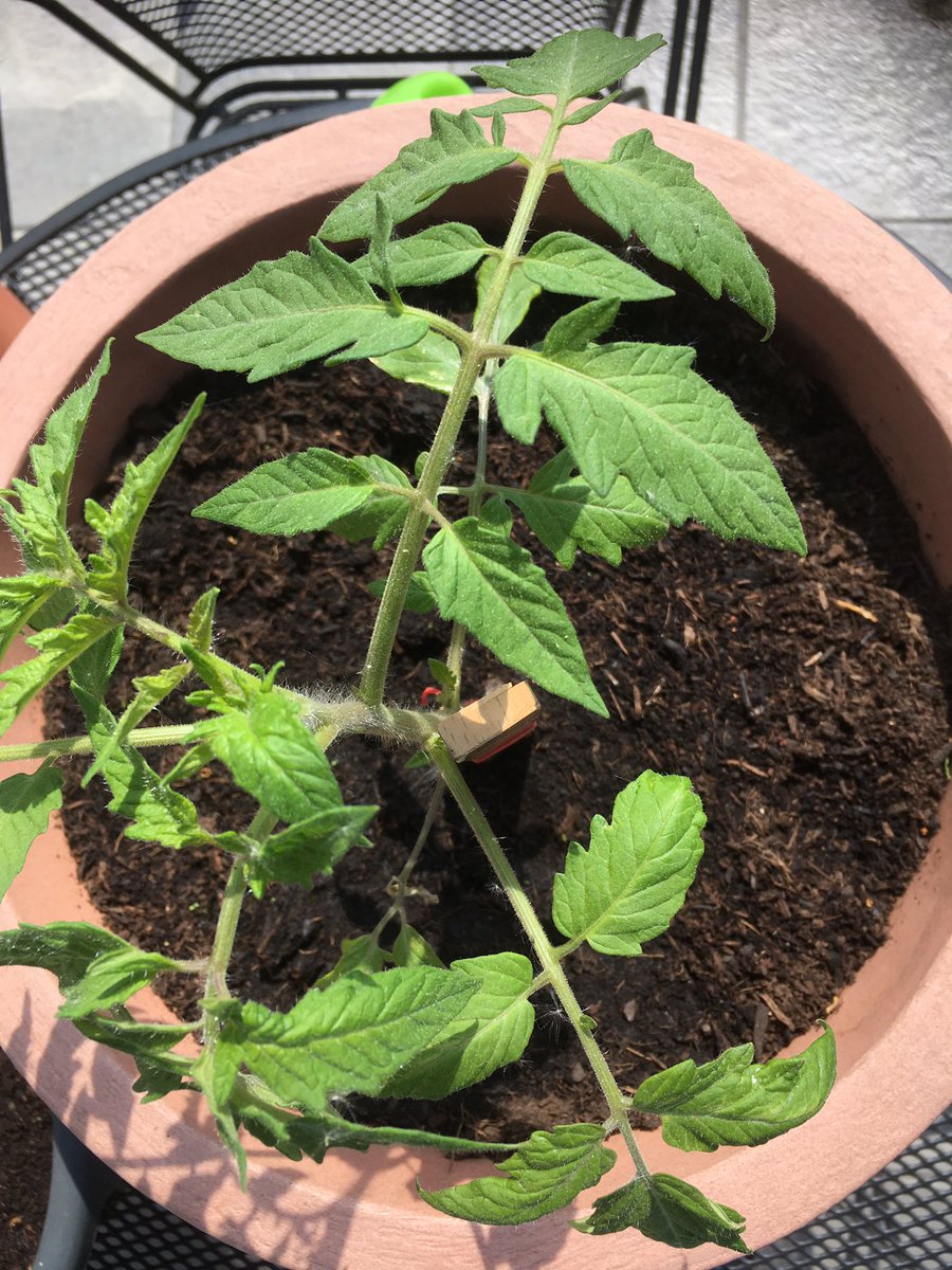 do_foss's tweet image. Das wird noch. Unsere #Sunviva 🍅 Tomatenpflanzen sind zwar schon recht groß. Aber bei der Ernte und im Fußball wird am Ende abgerechnet. Wir drücken dir die Daumen. In der Zwischenzeit guck gerne in unseren Blog. blog.do-foss.de
#opensourceseeds #dofoss #opensource