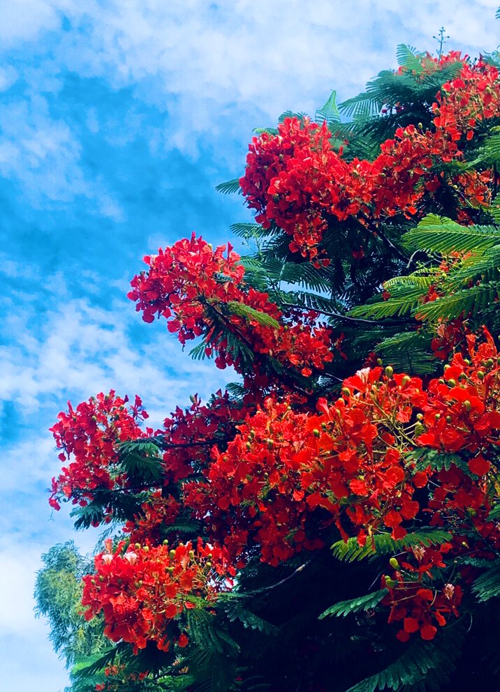 flor_enthus's tweet photo. #Throwbackflowers https://t.co/vDWg2EIK3O